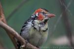 Red-and-yellow barbet