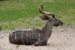 Southern lesser kudu
