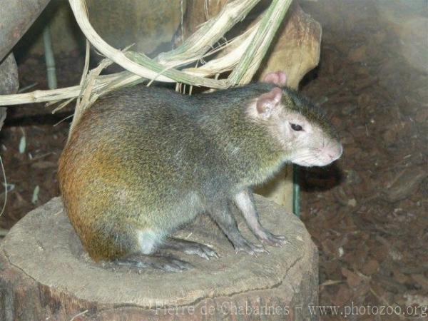 Red-rumped agouti *