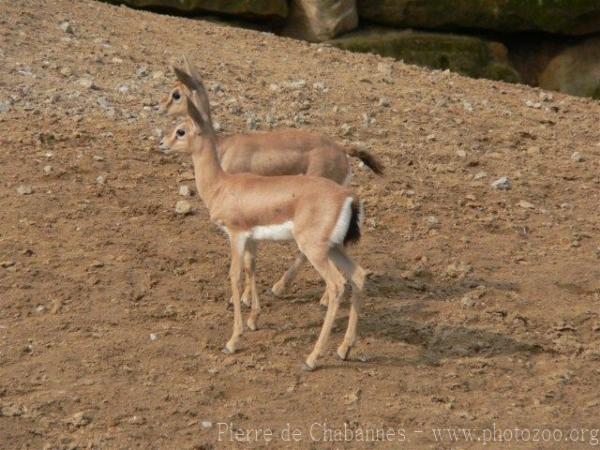 Dorcas gazelle *