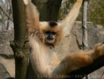 Red-cheeked crested gibbon