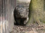 Mainland wombat *