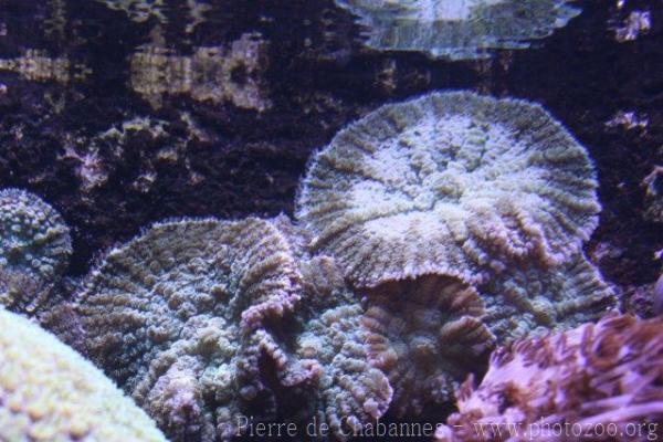 Bullseye mushroom anemone