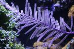 Purple frilly gorgonian