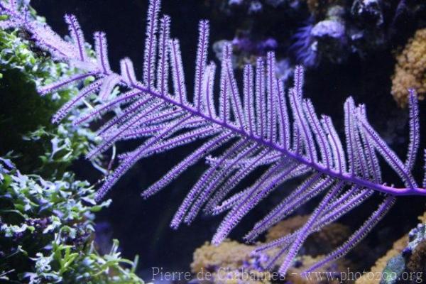 Purple frilly gorgonian