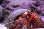 White-spotted hermit-crab