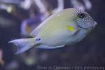 White-freckled surgeonfish