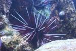 Double spined urchin