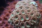 Lizard's head coral