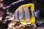 Copperband butterflyfish