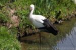 Oriental white stork