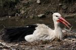 Eurasian white stork