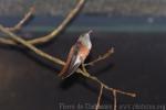 Amazilia hummingbird