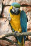 Blue-and-gold macaw