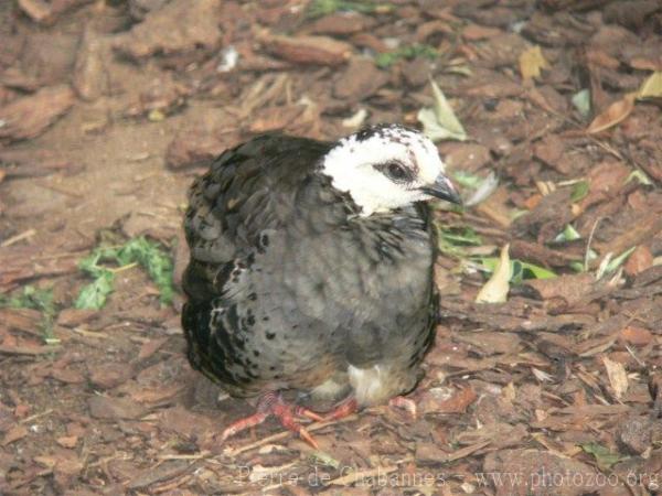 White-faced hill-partridge *