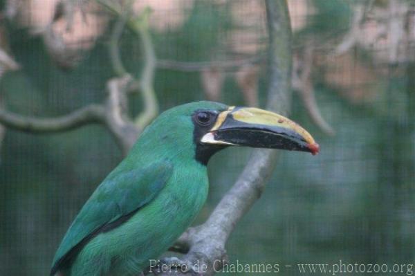 Black-throated toucanet *