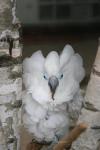 Blue-eyed cockatoo