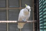 Abbott's yellow-crested cockatoo