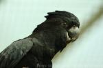Red-tailed black-cockatoo