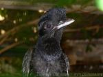 Long-wattled umbrellabird *