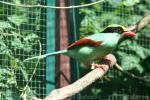 Common green magpie
