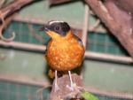 Snowy-crowned robin-chat