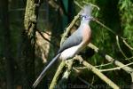 Crested coua