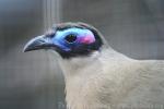 Giant coua