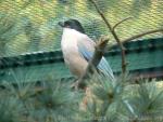 Asian azure-winged magpie *