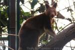 Goodfellow's tree-kangaroo *