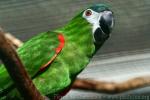 Red-shouldered macaw