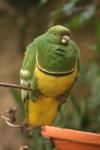 Cloven-feathered dove *