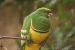 Cloven-feathered dove