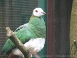 White-bellied imperial-pigeon *