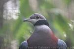 Collared imperial-pigeon