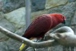 Eclectus parrot *