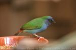 Tricoloured parrotfinch