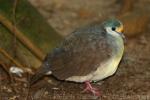 Sulawesi ground-dove
