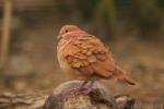 Ruddy quail-dove