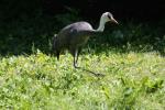 Hooded crane
