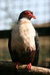 Papuan mountain-pigeon