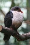 Papuan mountain-pigeon