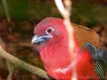 Red-headed trogon *
