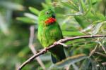 Blue-crowned hanging-parrot *