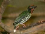 Coppersmith barbet *