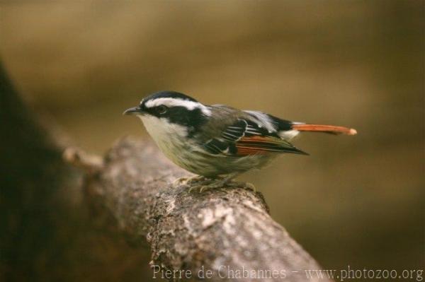 Red-tailed minla *
