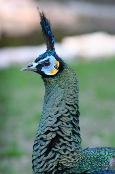 Javan green peafowl