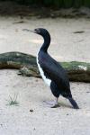 Guanay cormorant
