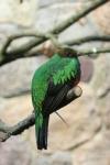 Golden-headed quetzal