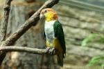 White-bellied caique